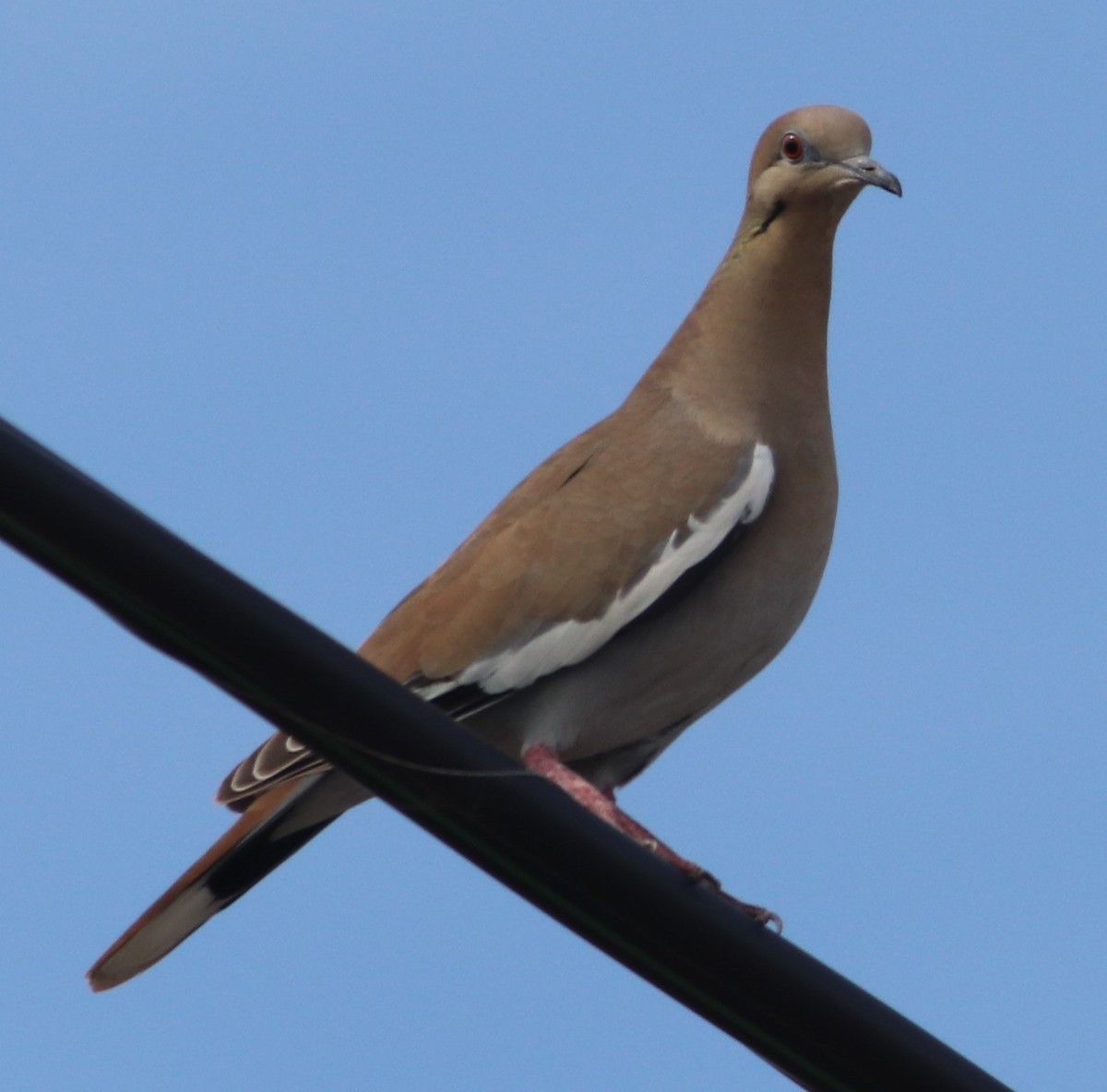 White-winged Dove - ML610254158