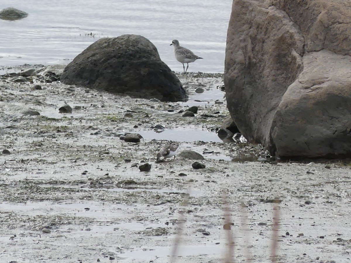 Ruddy Turnstone - ML610254169