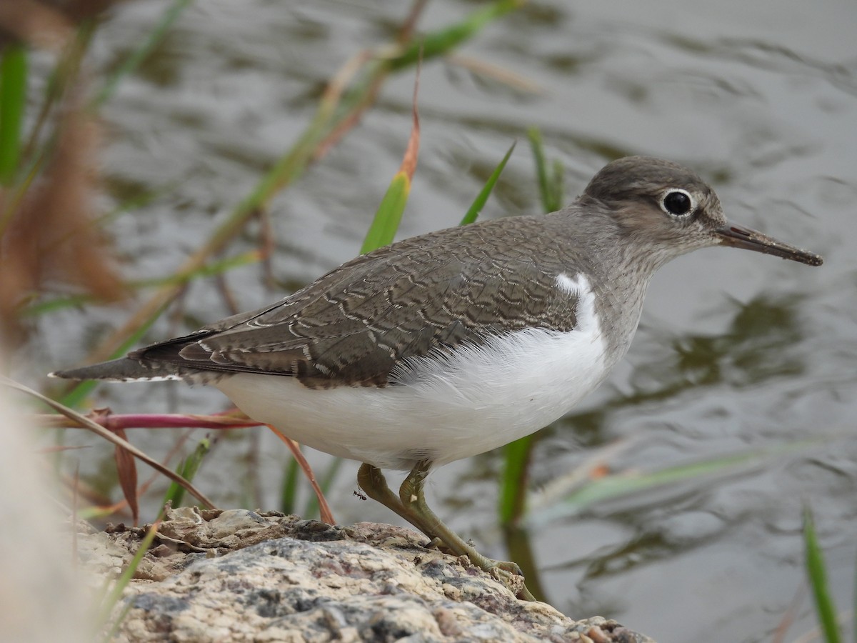 Common Sandpiper - José Barrueso Franco