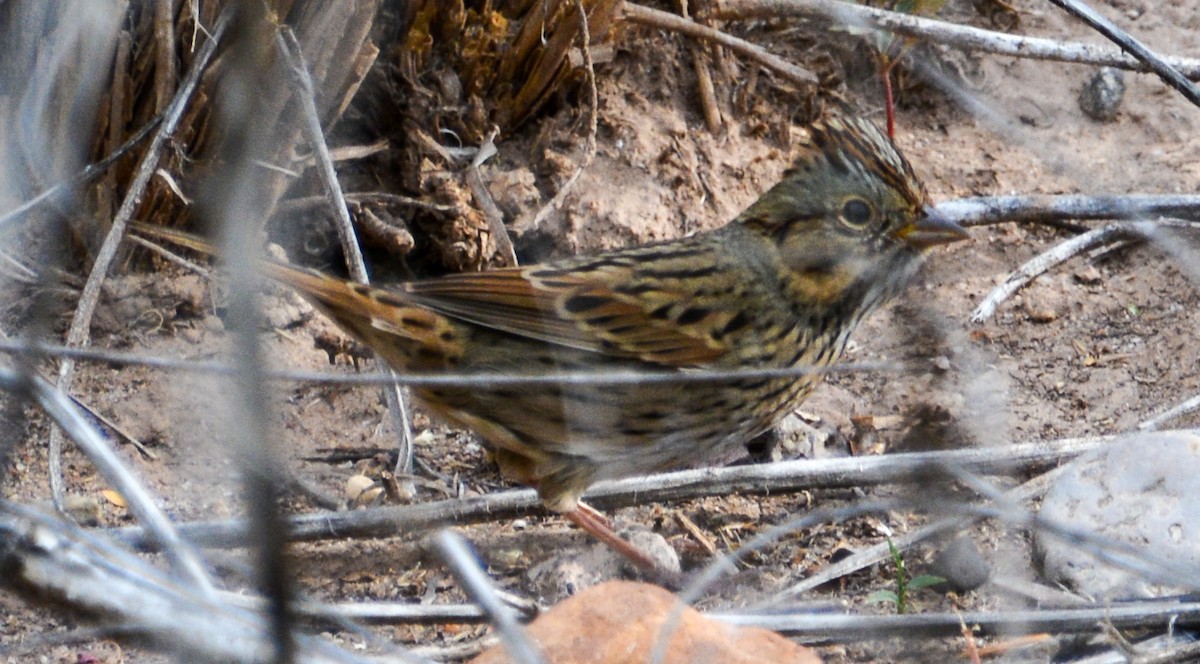 Lincoln's Sparrow - ML610254214