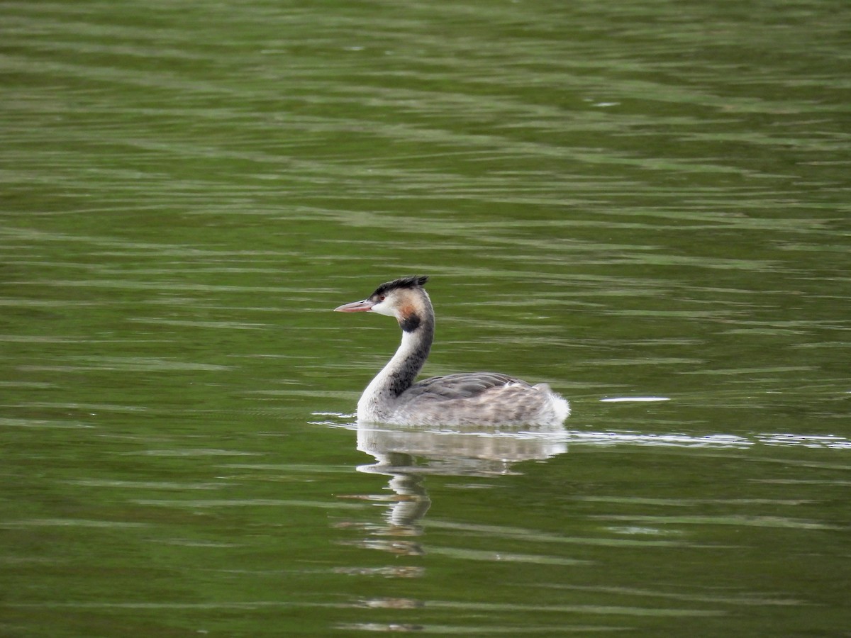 Great Crested Grebe - ML610254227