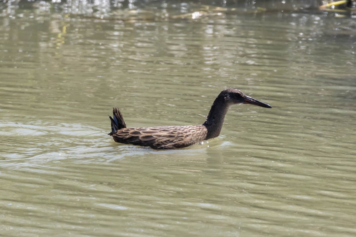 Ridgway's Rail (San Francisco Bay) - ML610254240