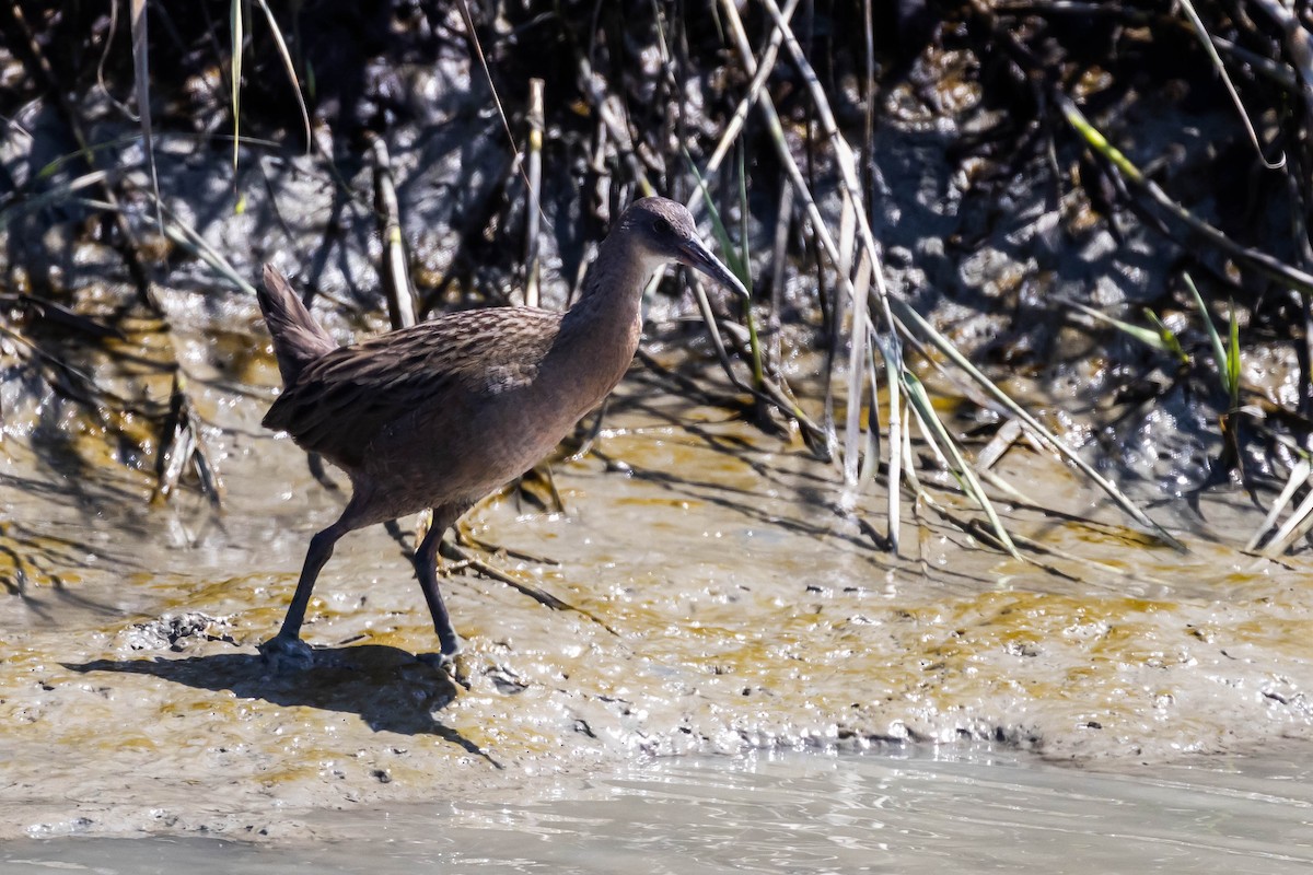 Ridgway's Rail (San Francisco Bay) - ML610254242