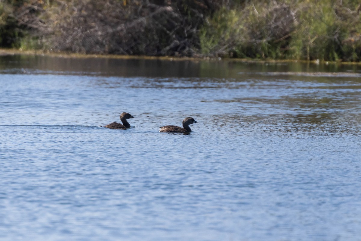 Pied-billed Grebe - ML610254258