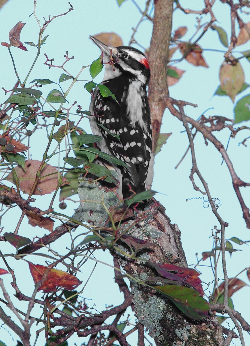 Hairy Woodpecker - Mary Caldwell