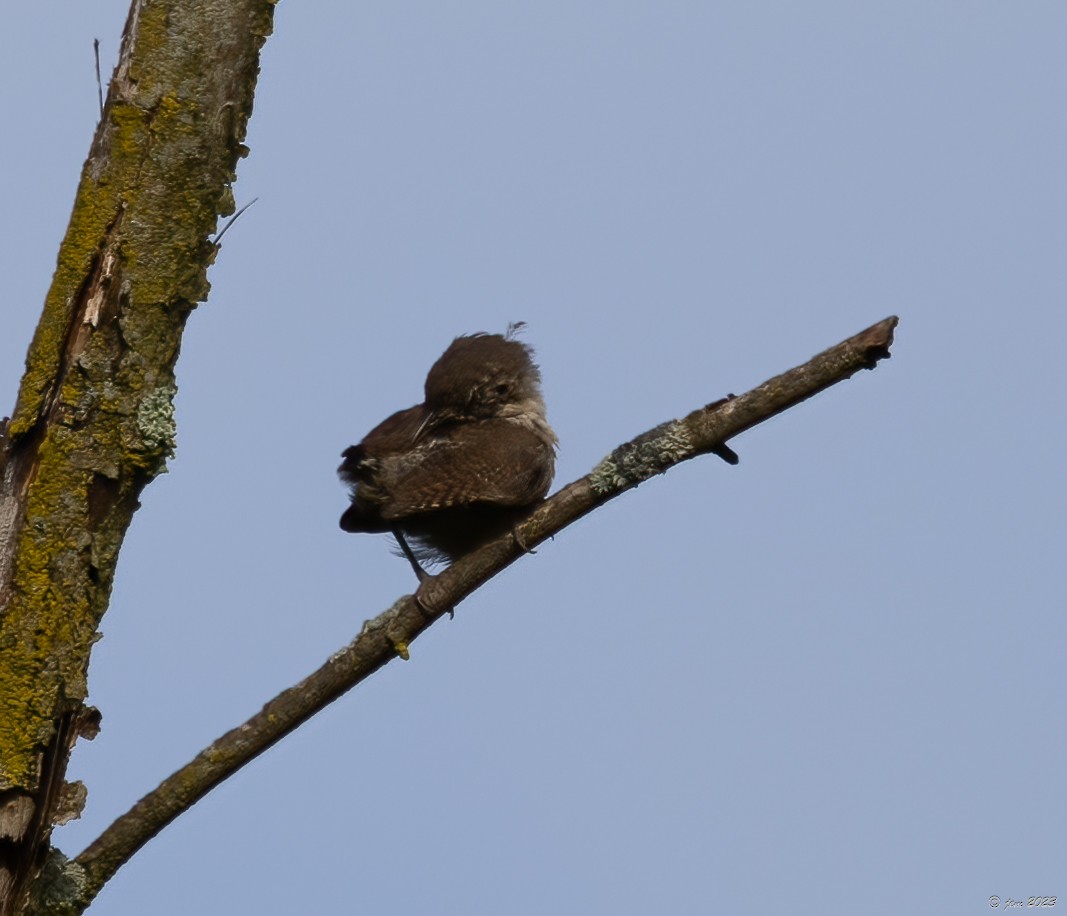 House Wren - Carl & Judi Manning