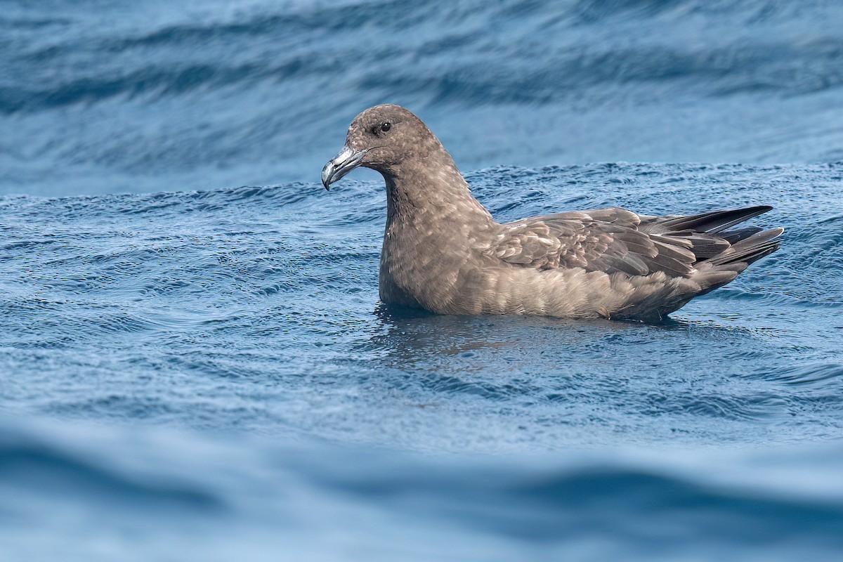 Brown Skua - ML610254489