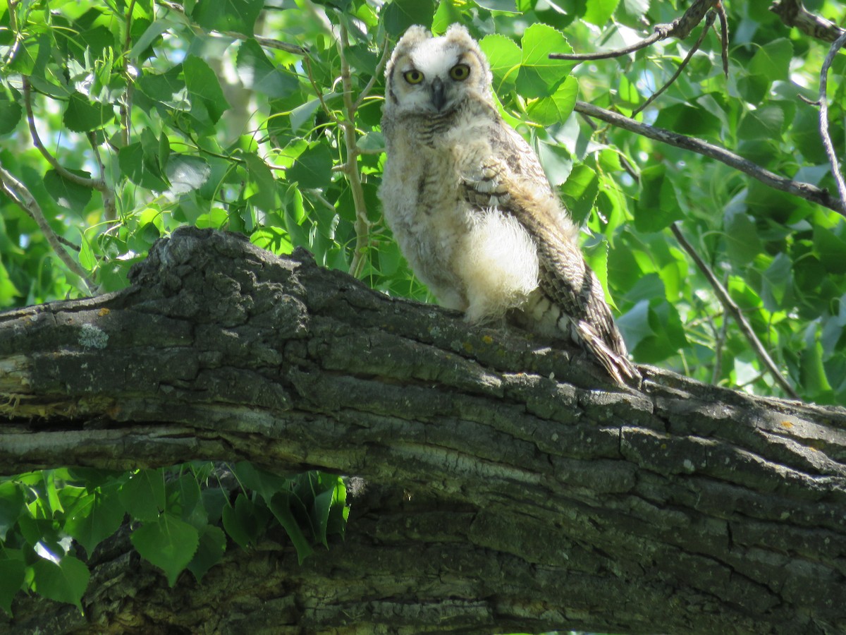 Great Horned Owl - ML61025451