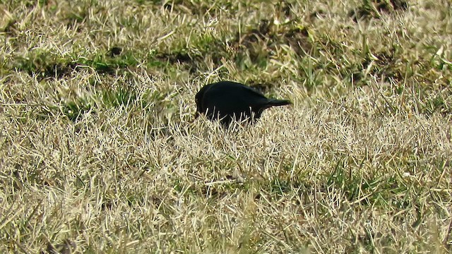 Brewer's Blackbird - ML610254569