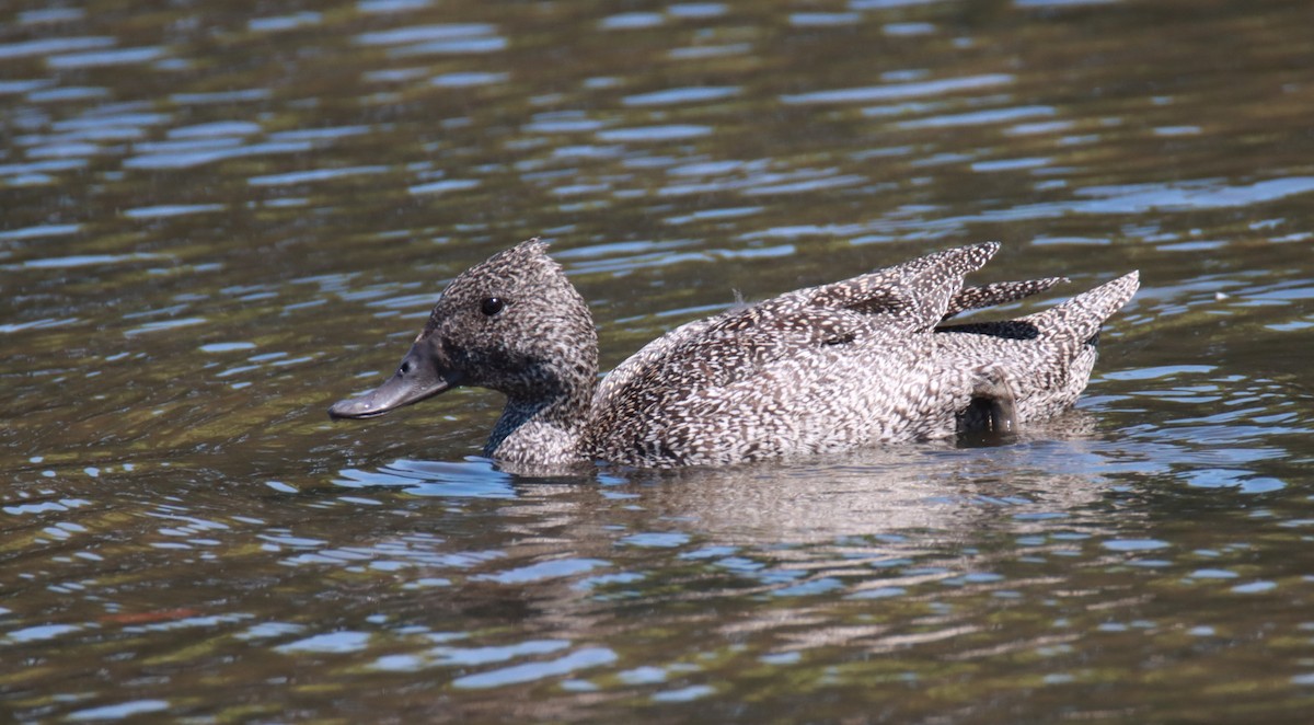 Freckled Duck - ML610254583