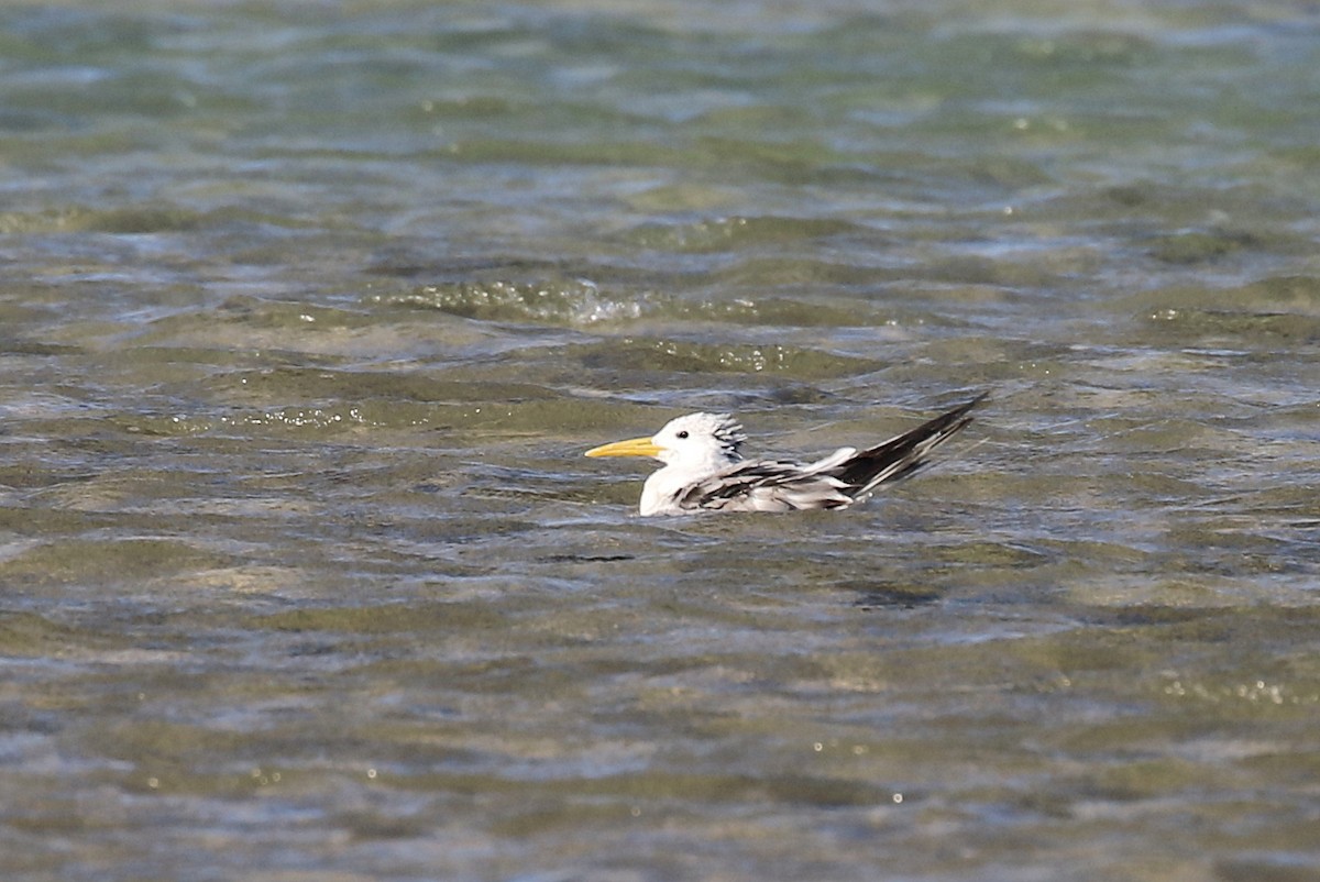 Great Crested Tern - ML610254622