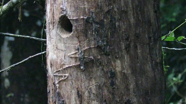 barbet bornejský - ML610254850