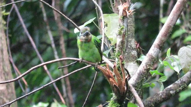 barbet bornejský - ML610254851