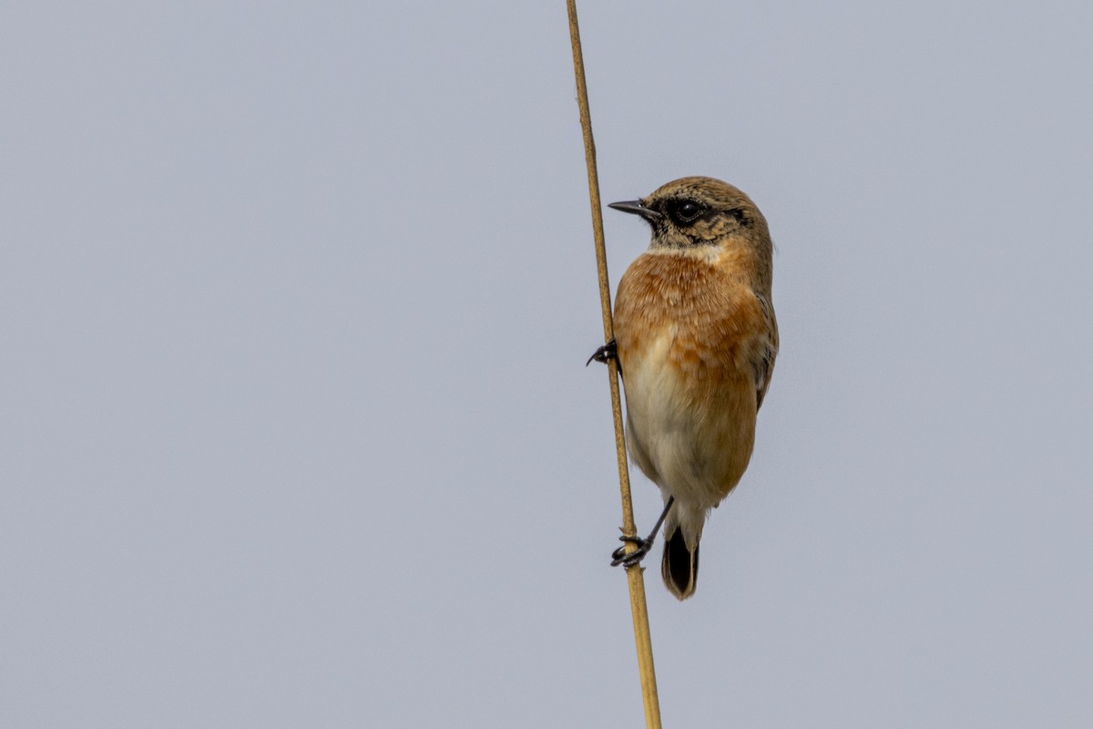 European/Siberian Stonechat - ML610254859