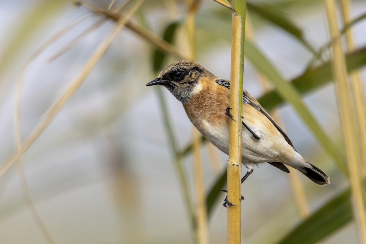 European/Siberian Stonechat - ML610254860