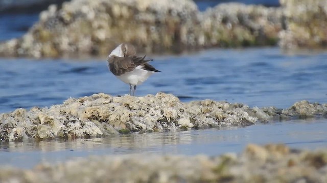 Kentish Plover - ML610254893