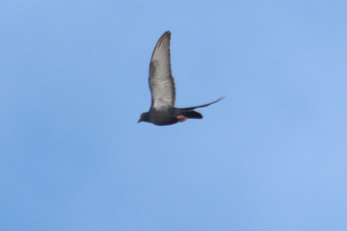 Rock Pigeon (Feral Pigeon) - ML610254940