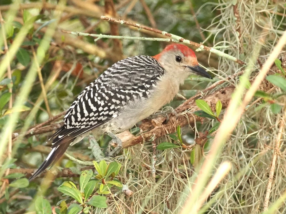 Red-bellied Woodpecker - ML610254966