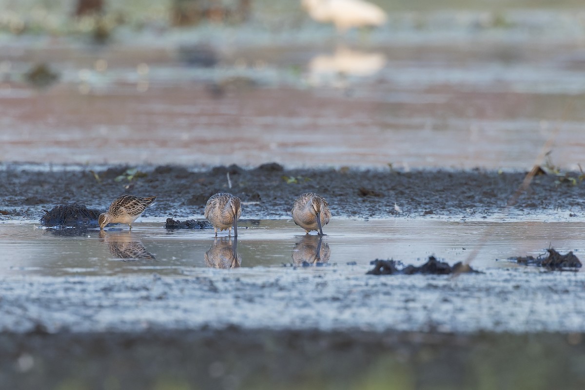 Asian Dowitcher - ML610255002