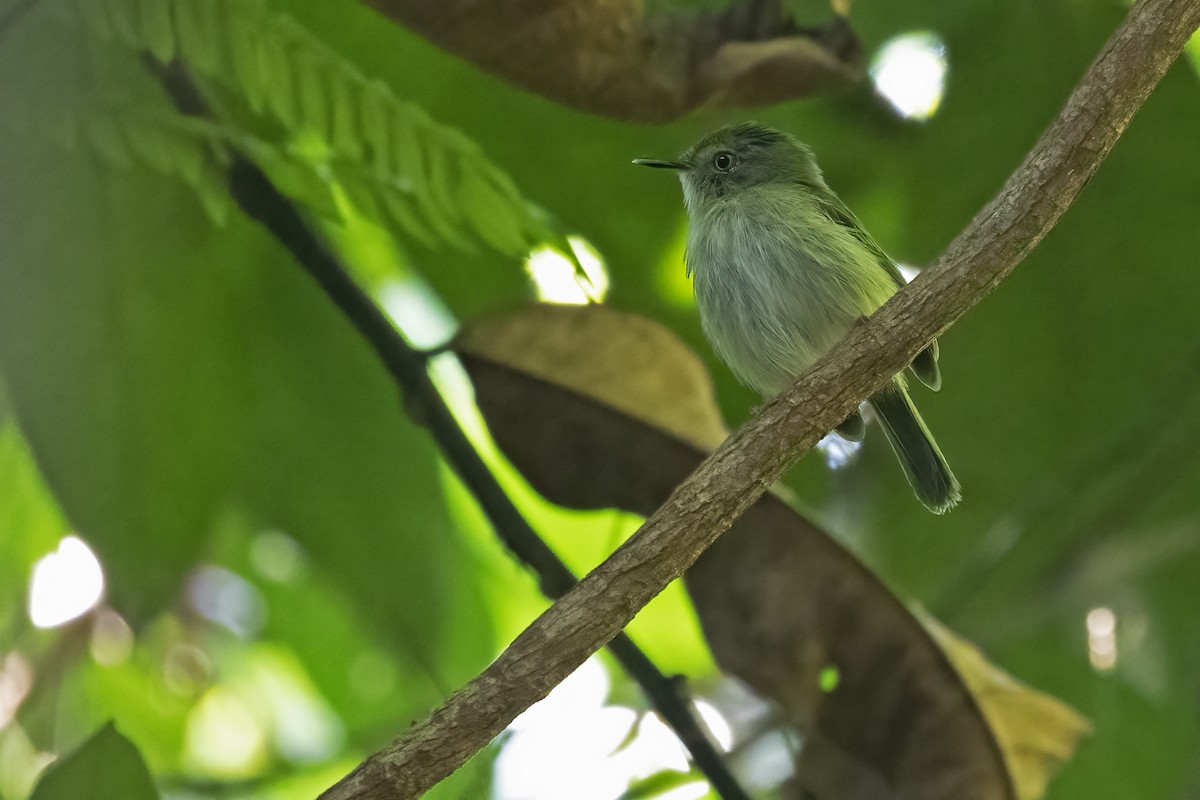 Snethlage's Tody-Tyrant - ML610255012