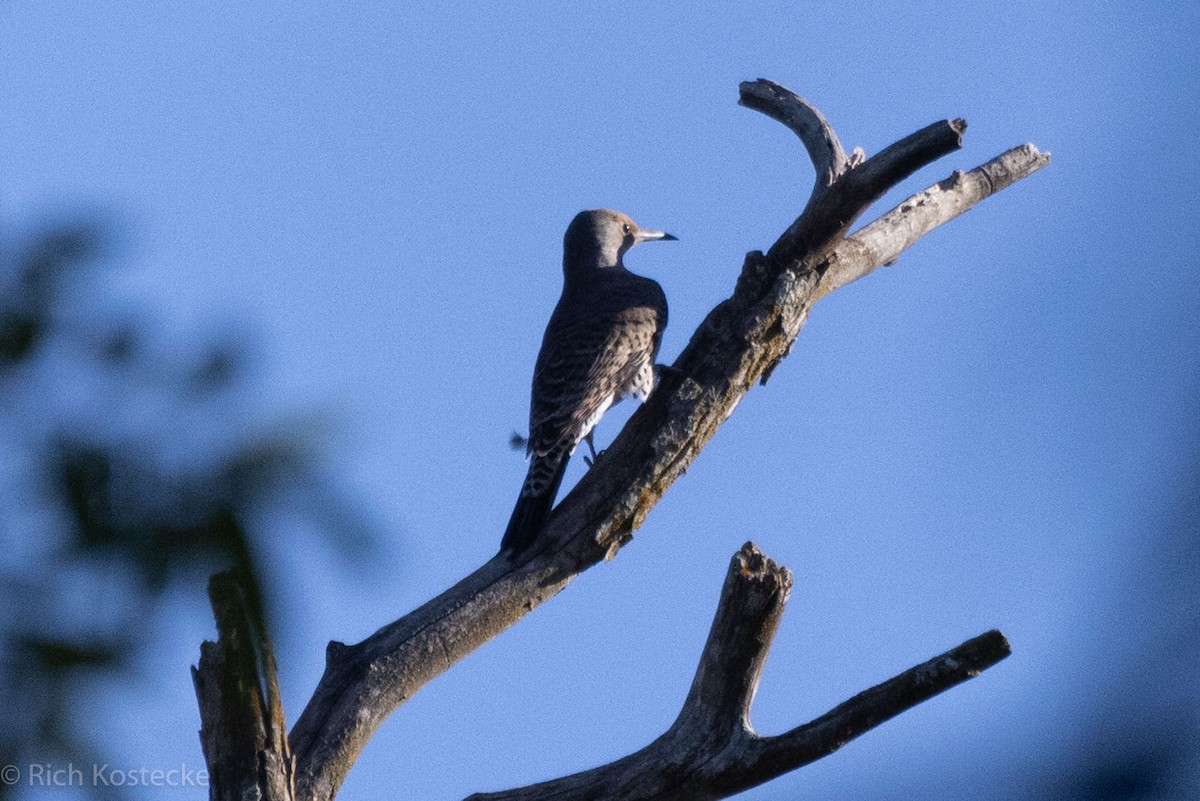 Northern Flicker - ML610255052