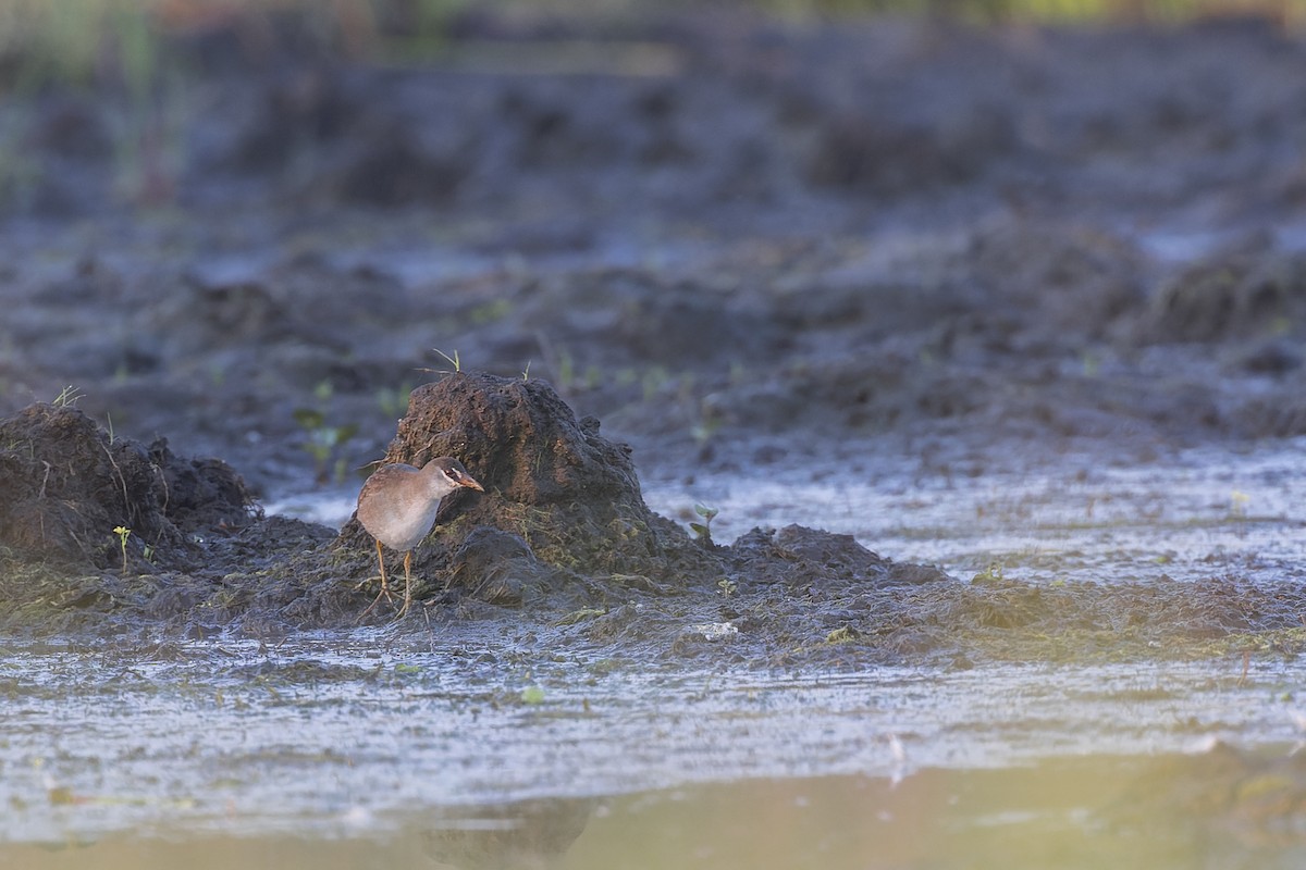 White-browed Crake - Dana Cameron