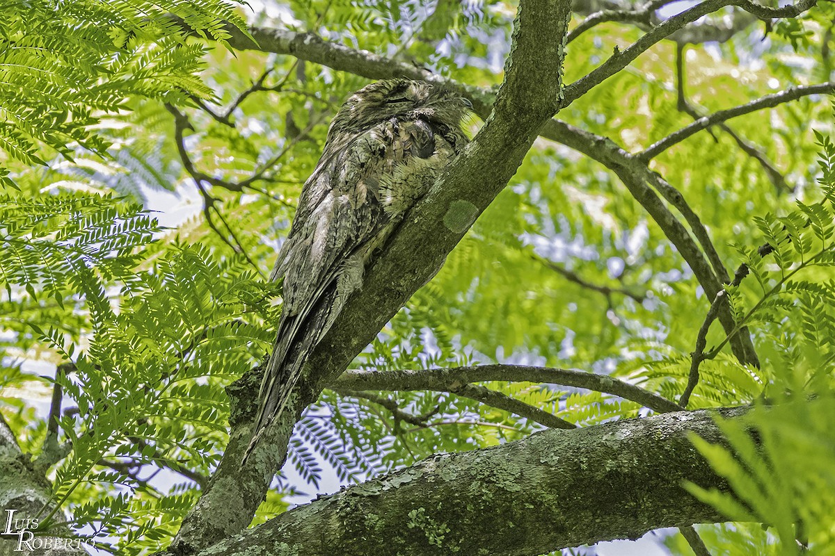 Common Potoo - ML610255235