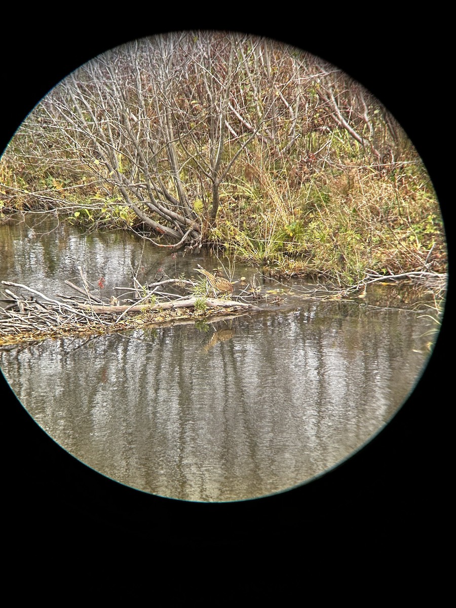 American Bittern - ML610255237