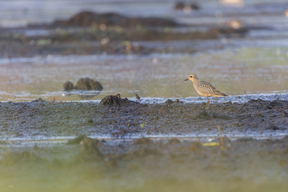 Pacific Golden-Plover - ML610255253