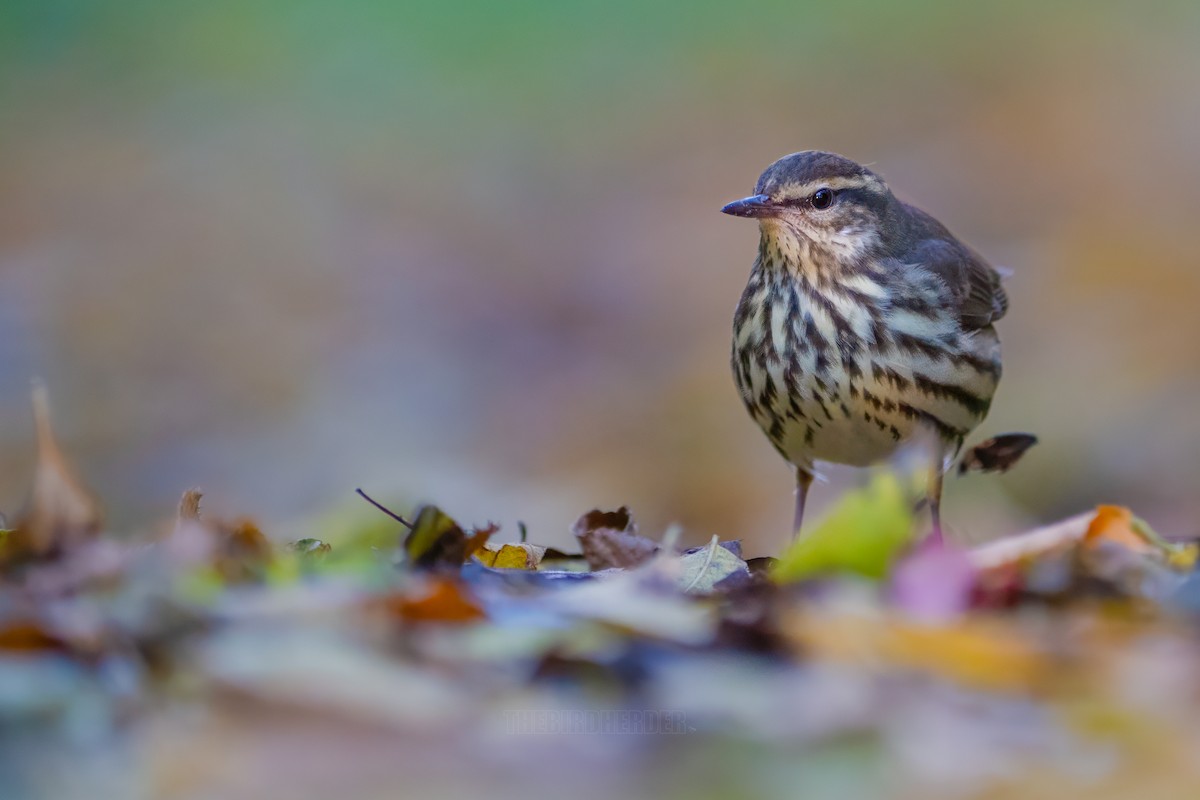 Northern Waterthrush - ML610255262