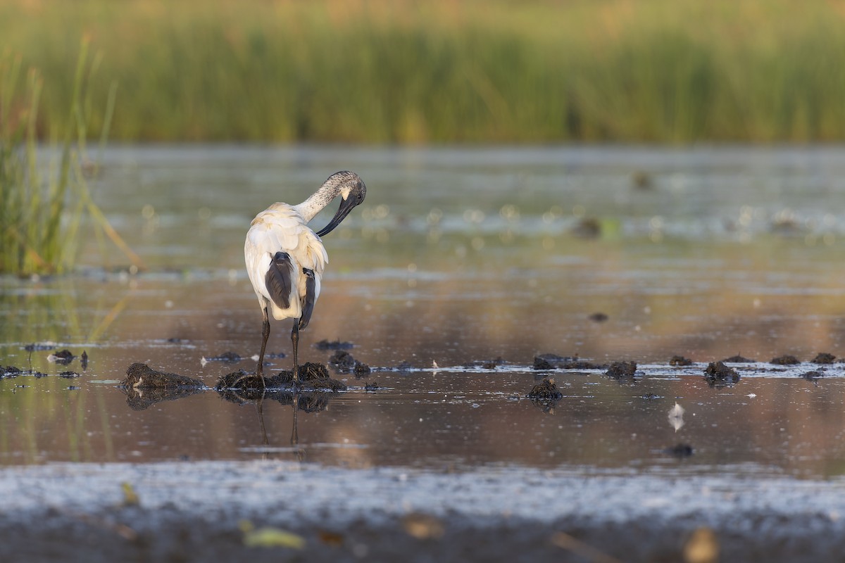 Ibis à cou noir - ML610255491