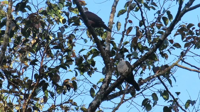 Mountain Imperial-Pigeon - ML610255509