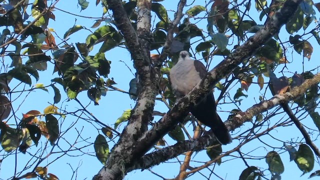 Mountain Imperial-Pigeon - ML610255510