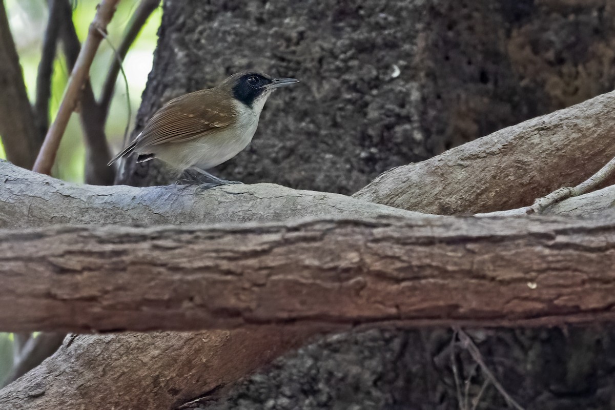 Ash-breasted Antbird - Leonildo Piovesan