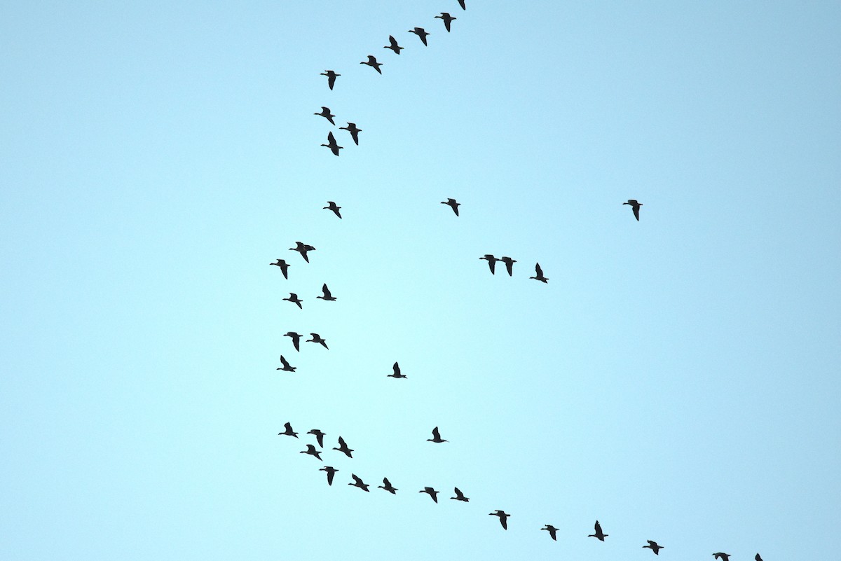 Pink-footed Goose - Blair Whyte