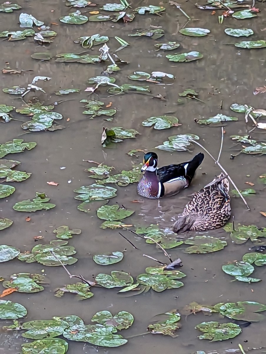 Wood Duck - ML610255714