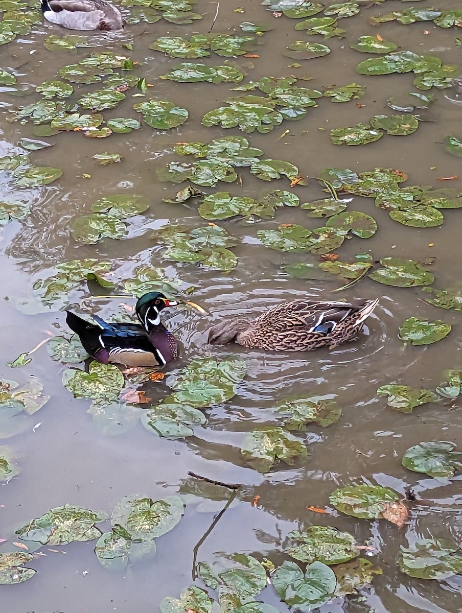 Wood Duck - Lila Gandy