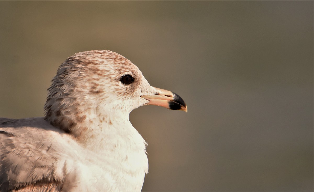 Ring-billed Gull - Victor Feliciano