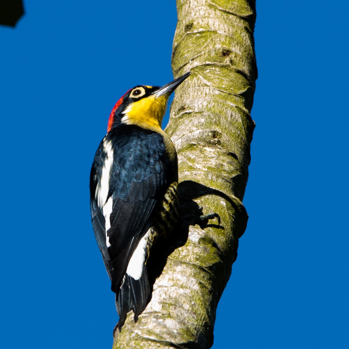 Yellow-fronted Woodpecker - ML610255730