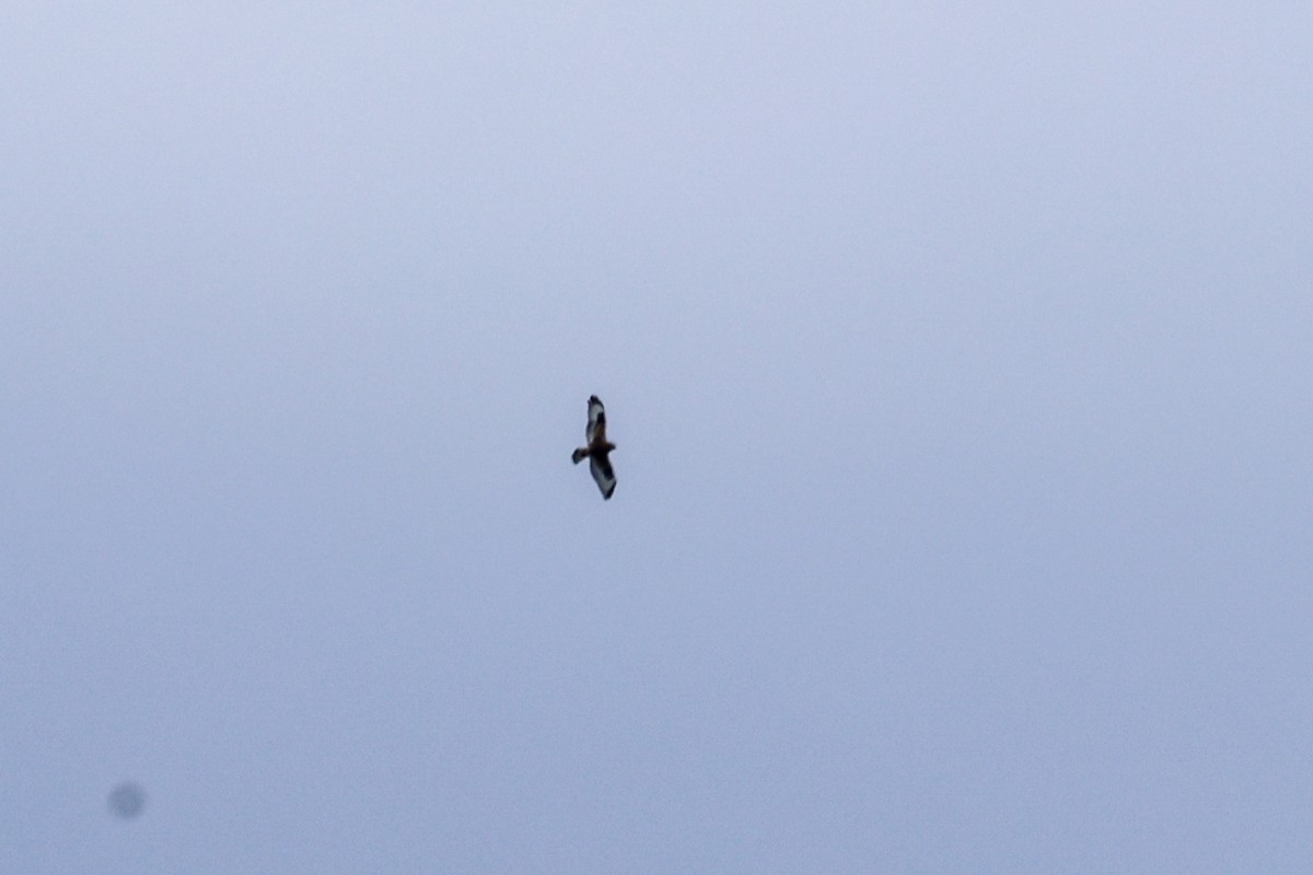 毛足鵟 - ML610255746