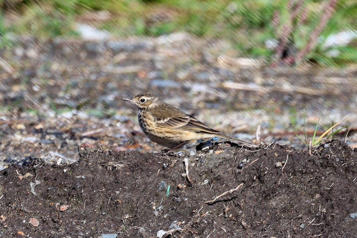 American Pipit - ML610255749