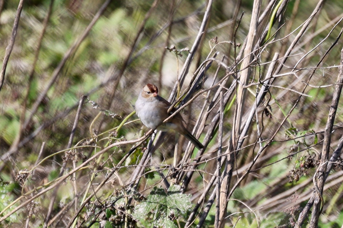 White-crowned Sparrow - ML610255762