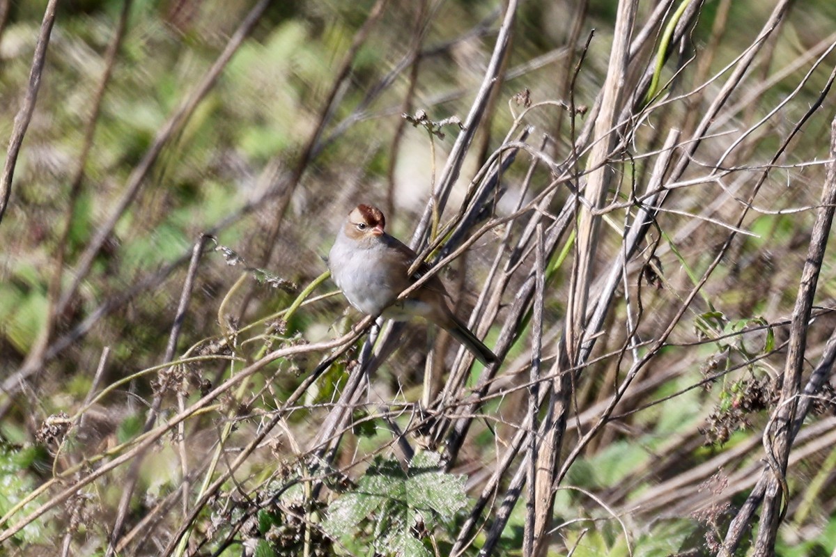 White-crowned Sparrow - Brendan Burke