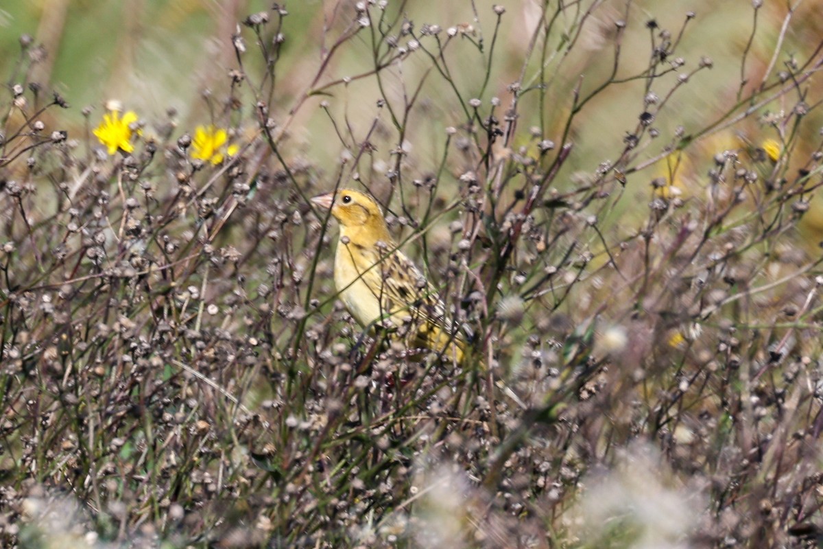 Bobolink - ML610255768