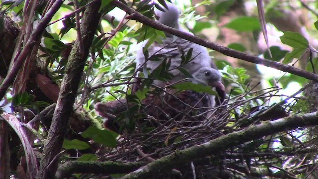 Mountain Imperial-Pigeon - ML610255770