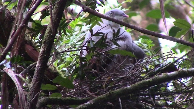 Mountain Imperial-Pigeon - ML610255771