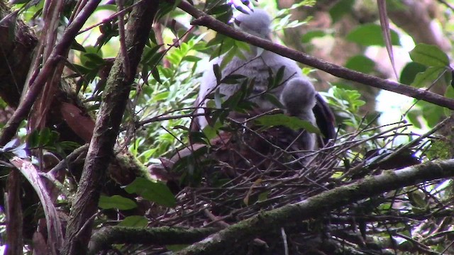 Mountain Imperial-Pigeon - ML610255775