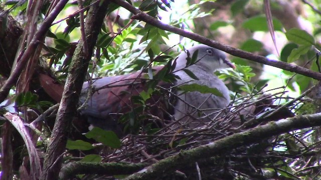 Mountain Imperial-Pigeon - ML610255779