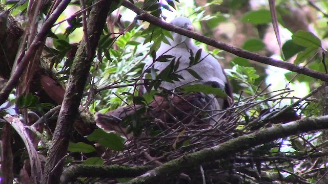 Mountain Imperial-Pigeon - ML610255781