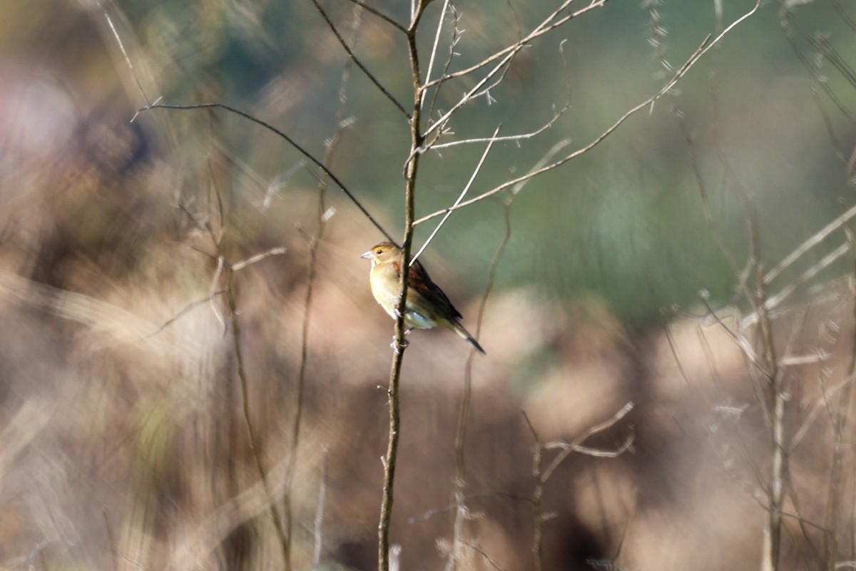 Dickcissel - ML610255782